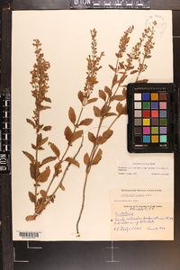 Scutellaria altamaha image