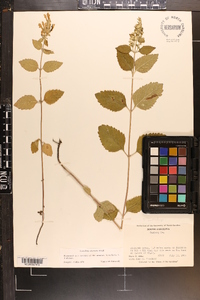 Scutellaria altamaha image