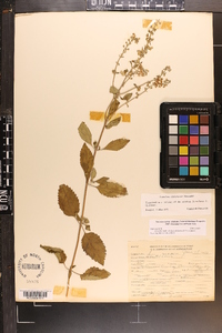 Scutellaria alabamensis image