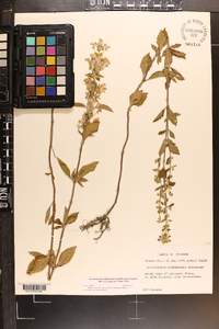 Scutellaria alabamensis image