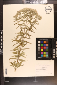 Pycnanthemum pilosum image