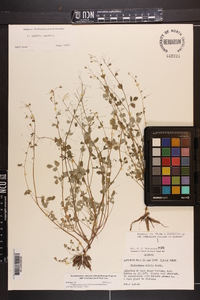 Thalictrum debile image