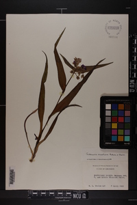 Tradescantia ernestiana image