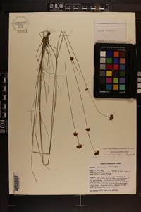 Rhynchospora filifolia image