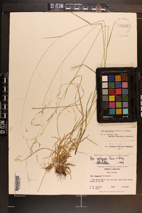 Poa saltuensis image