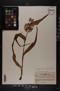 Tradescantia ernestiana image