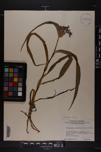 Tradescantia ernestiana image