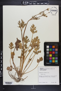 Ranunculus trilobus image