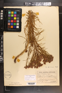Vernonia lettermannii image