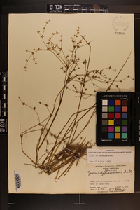 Juncus diffusissimus image