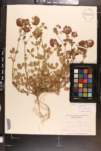 Trifolium reflexum image