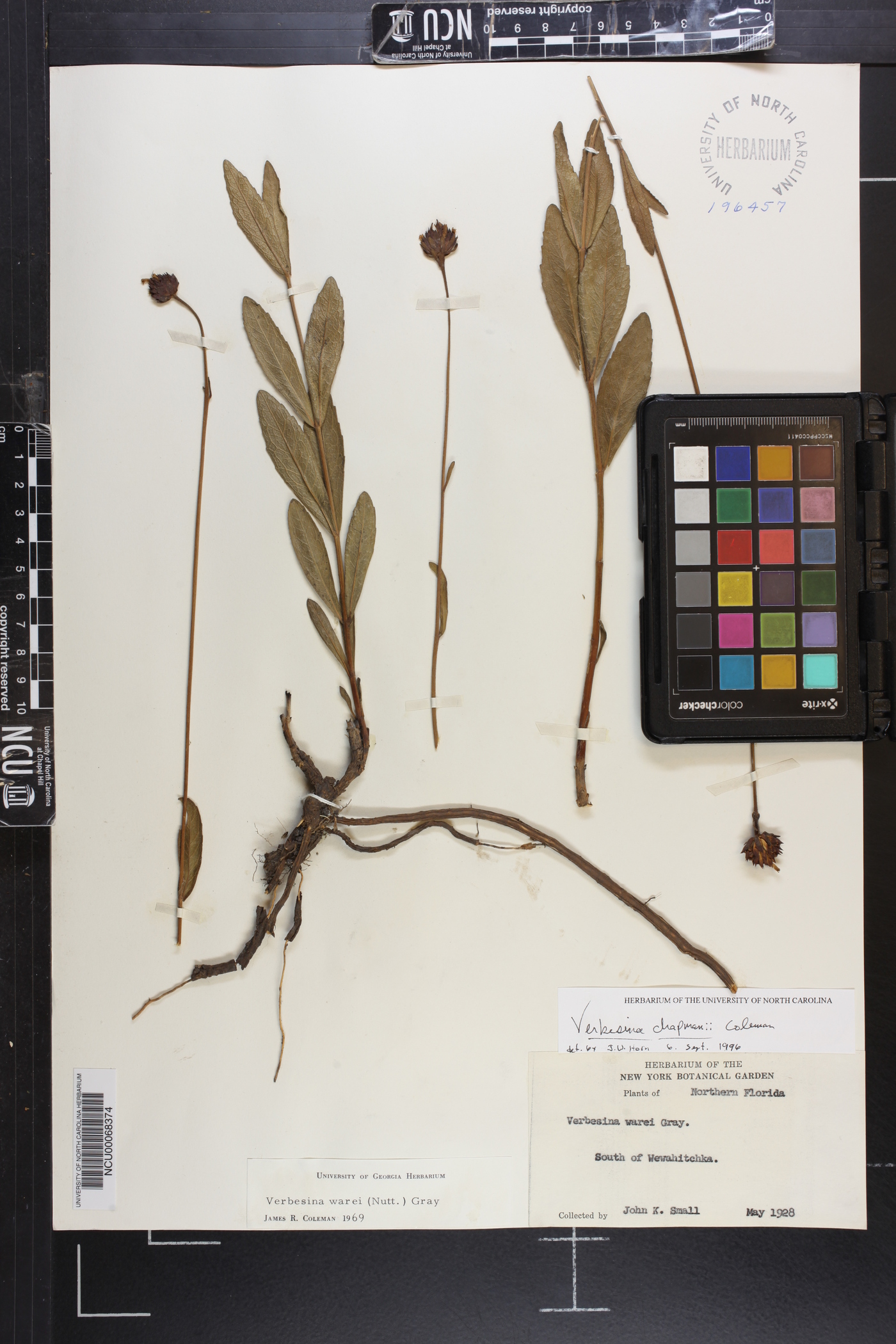 Verbesina chapmanii image