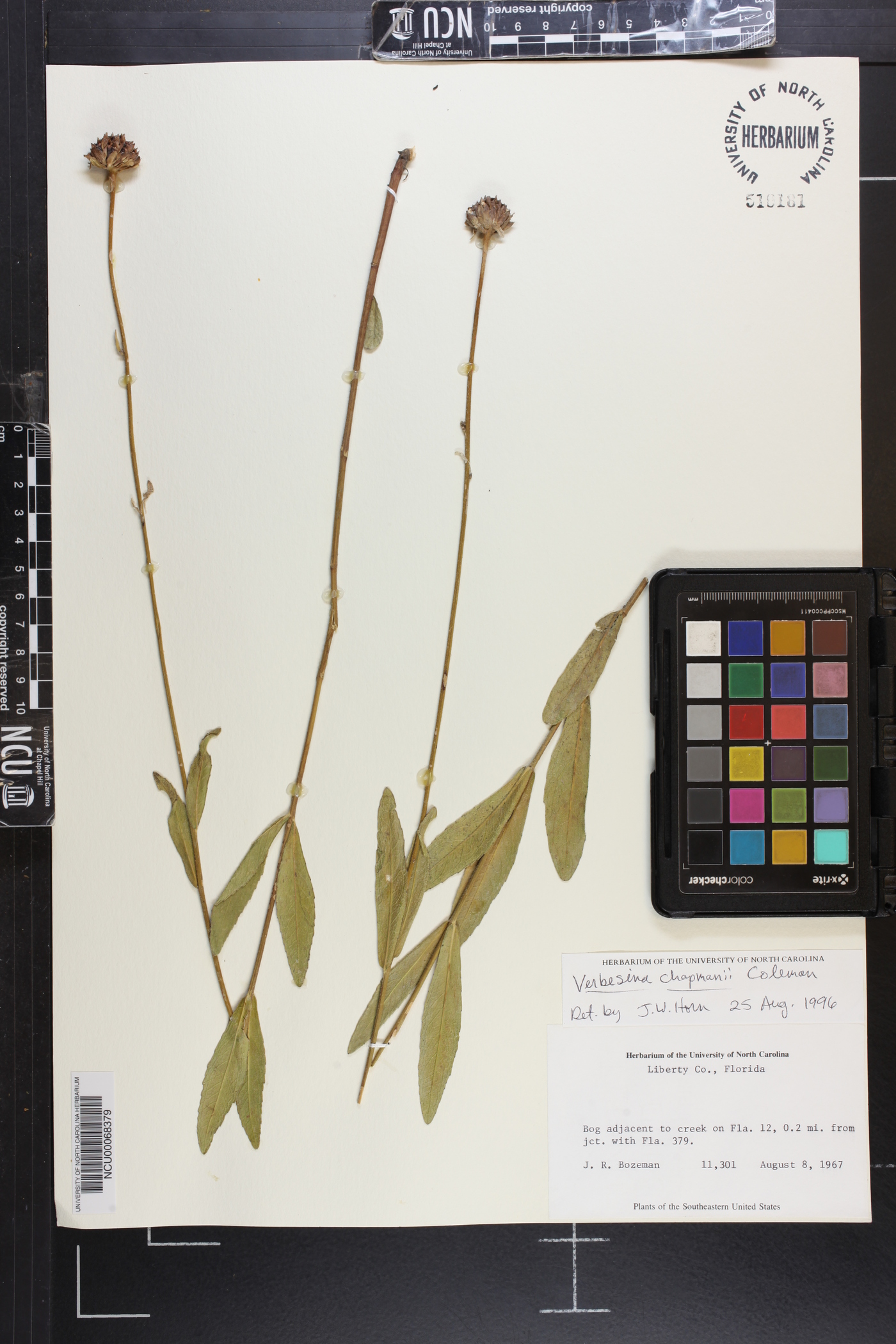 Verbesina chapmanii image