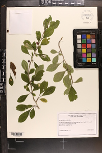 Ilex decidua var. decidua image