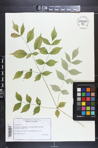 Aralia spinosa image