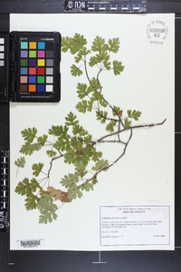 Crataegus marshallii image