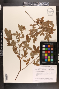 Vaccinium hirsutum image