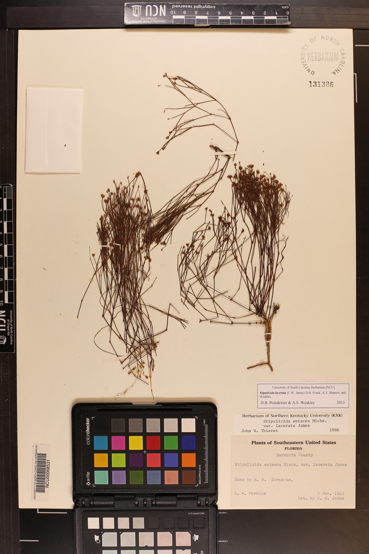 Stipulicida lacerata image