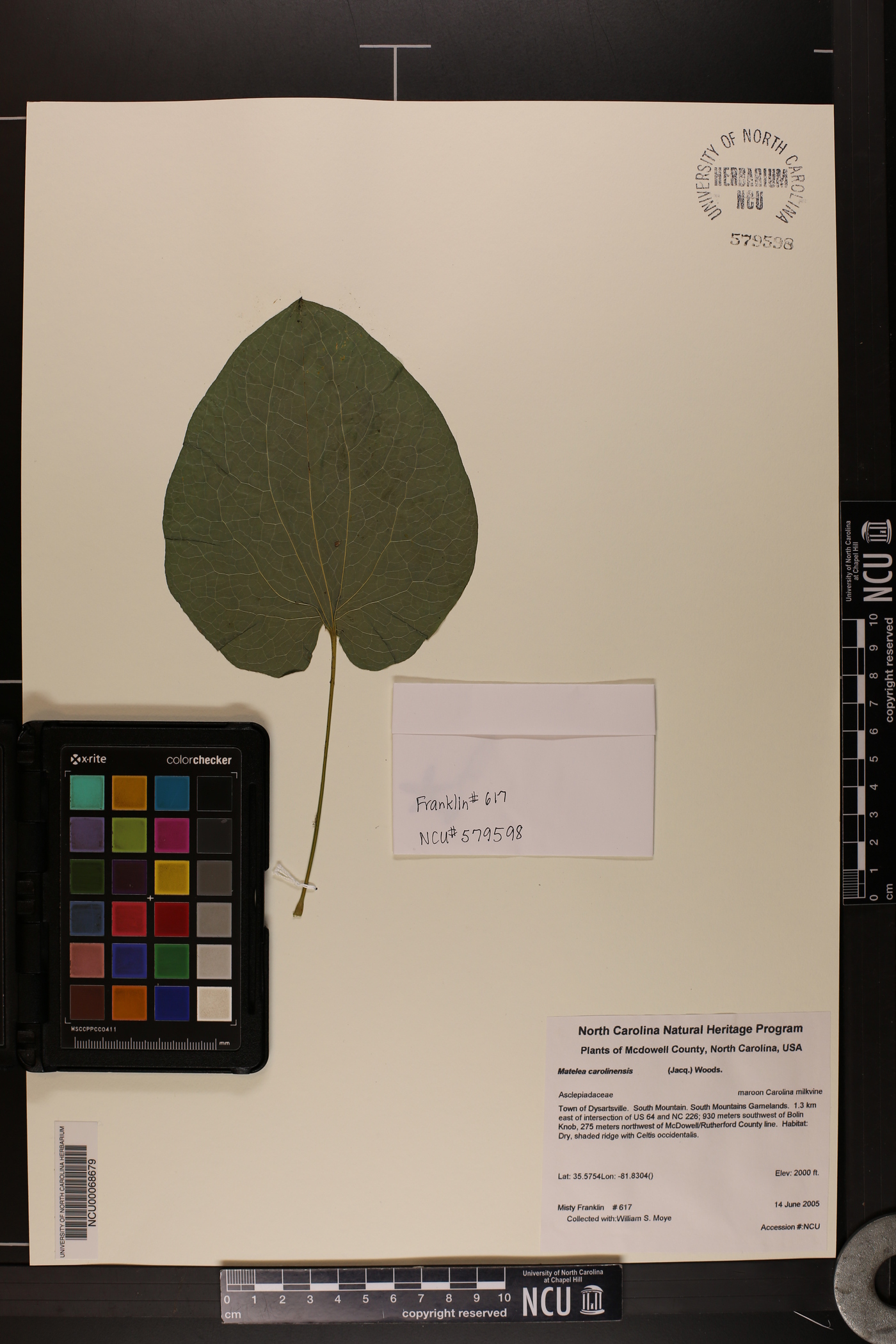 Matelea carolinensis image