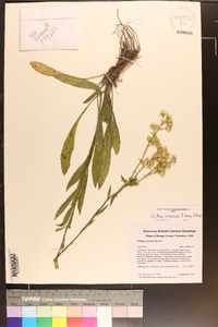 Solidago arenicola image