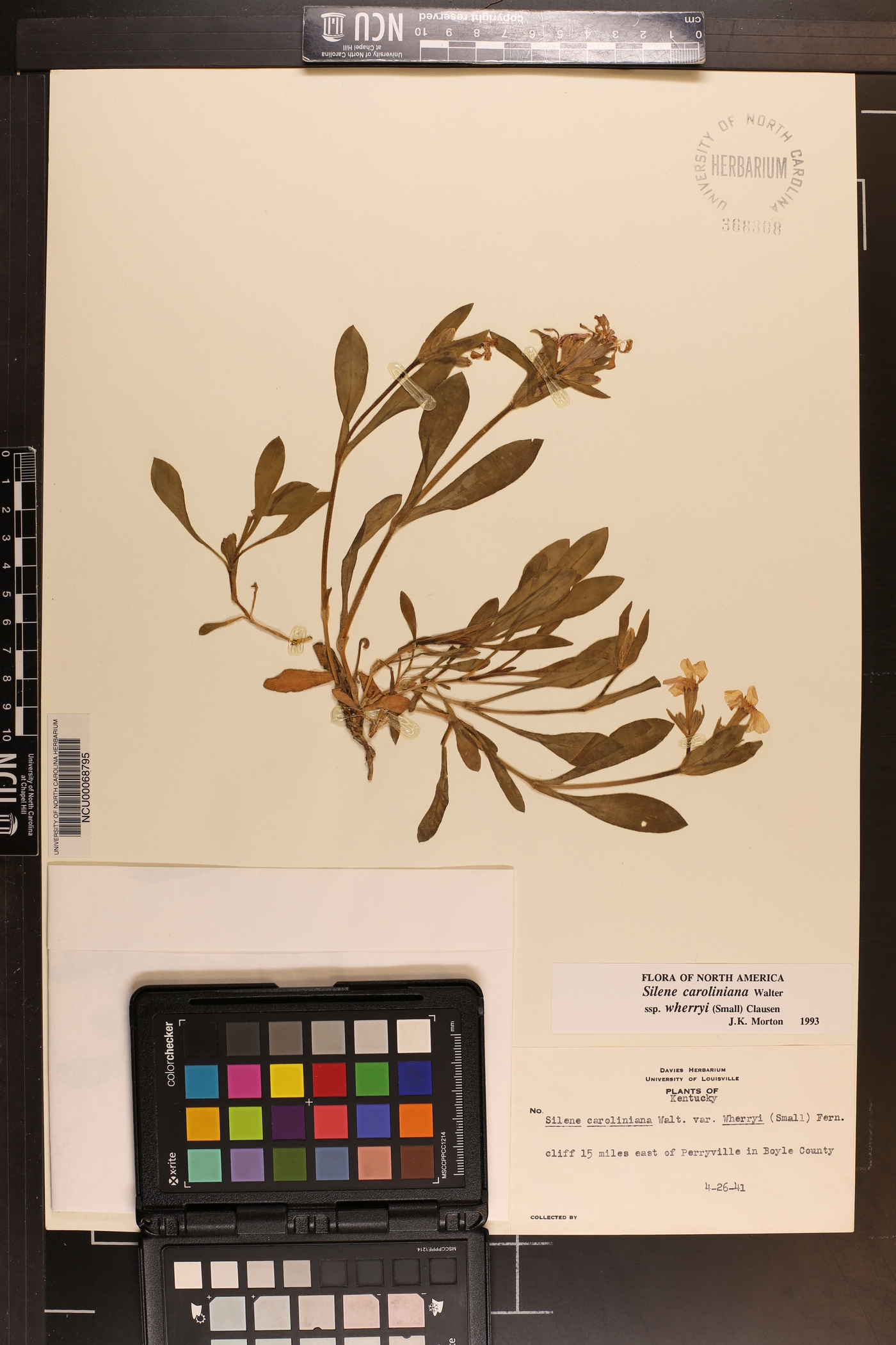 Silene caroliniana subsp. wherryi image