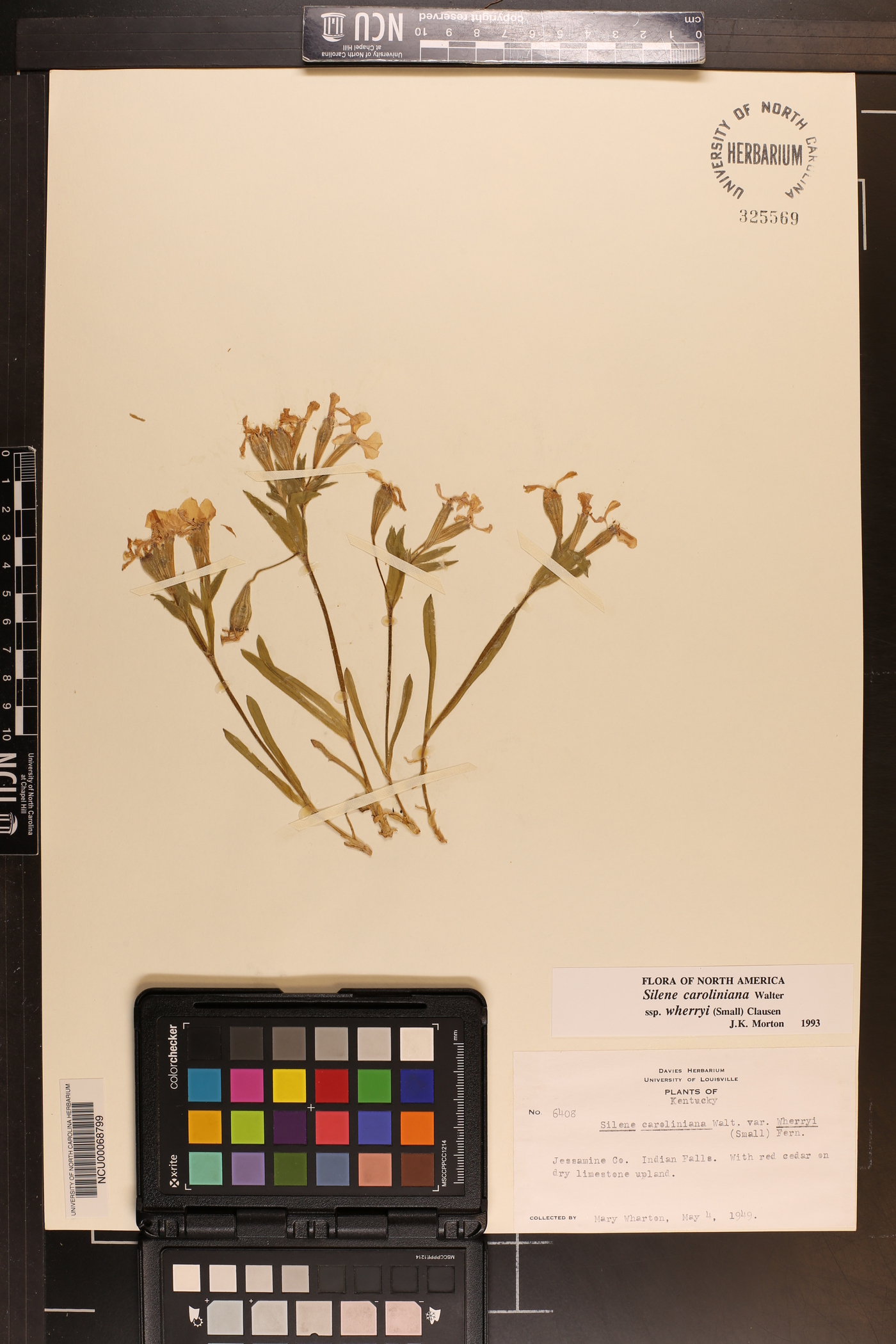 Silene caroliniana subsp. wherryi image