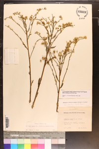 Solidago verna image