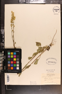 Solidago verna image