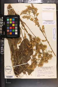 Solidago verna image