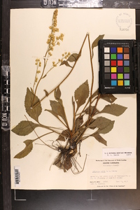 Solidago verna image