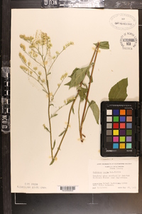 Solidago verna image