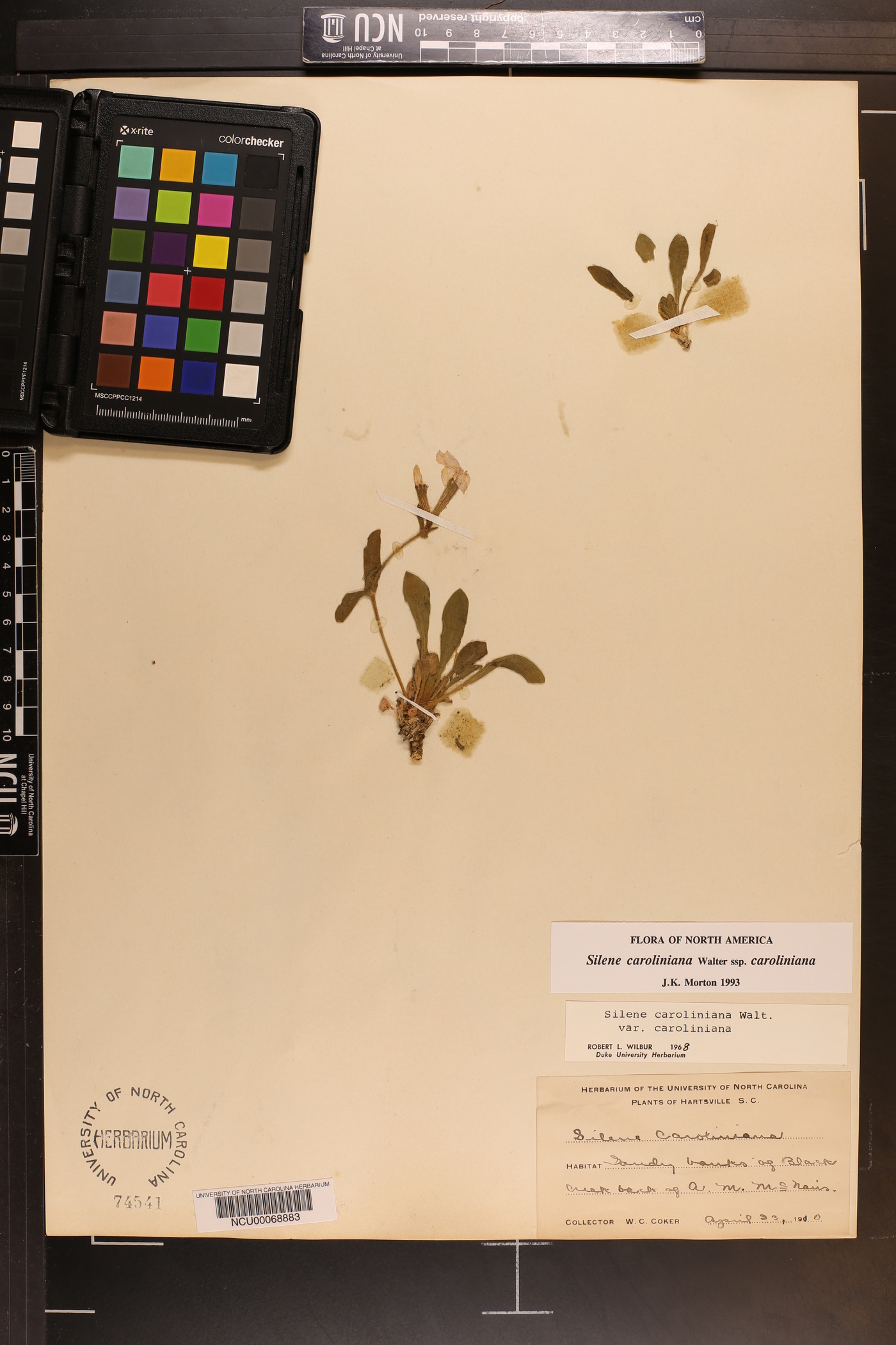 Silene caroliniana subsp. caroliniana image