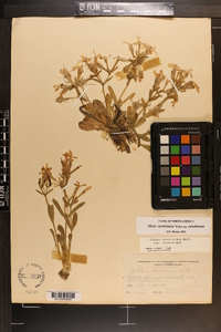 Silene caroliniana image