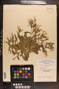 Silene caroliniana subsp. caroliniana image
