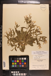 Silene caroliniana image