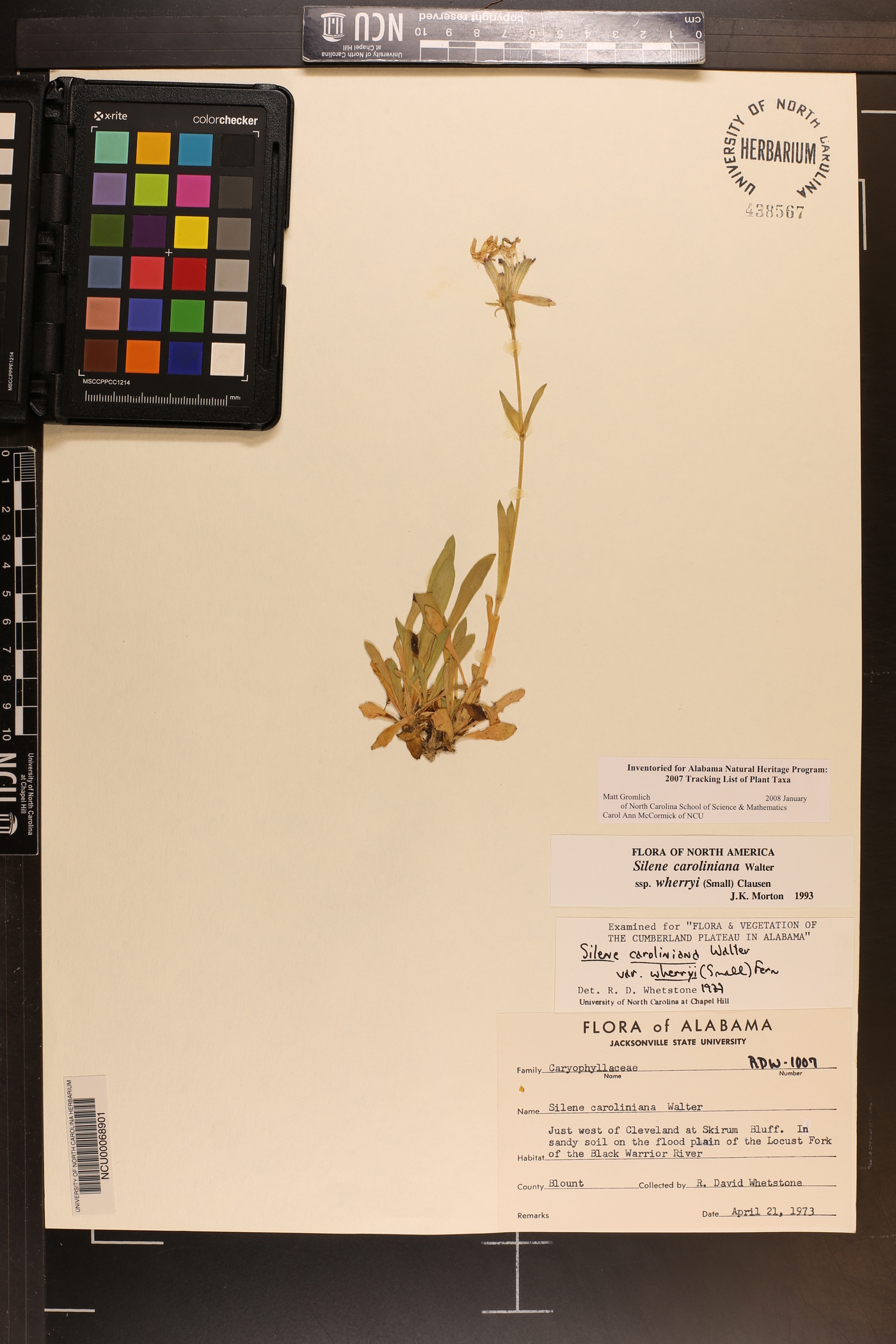 Silene caroliniana subsp. wherryi image