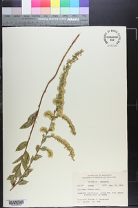 Solidago radula image