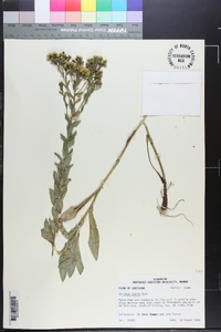 Solidago rigida image