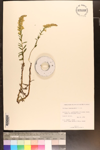 Solidago leavenworthii image