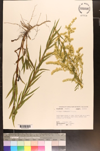 Solidago leavenworthii image