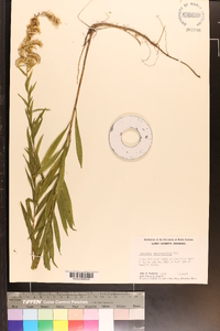 Solidago leavenworthii image