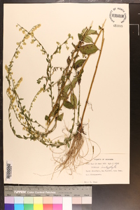 Solidago brachyphylla image