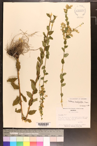 Solidago brachyphylla image