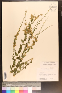 Solidago brachyphylla image