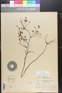 Symphyotrichum bracei image