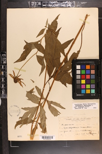 Rudbeckia laciniata var. digitata image