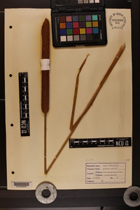 Typha domingensis image