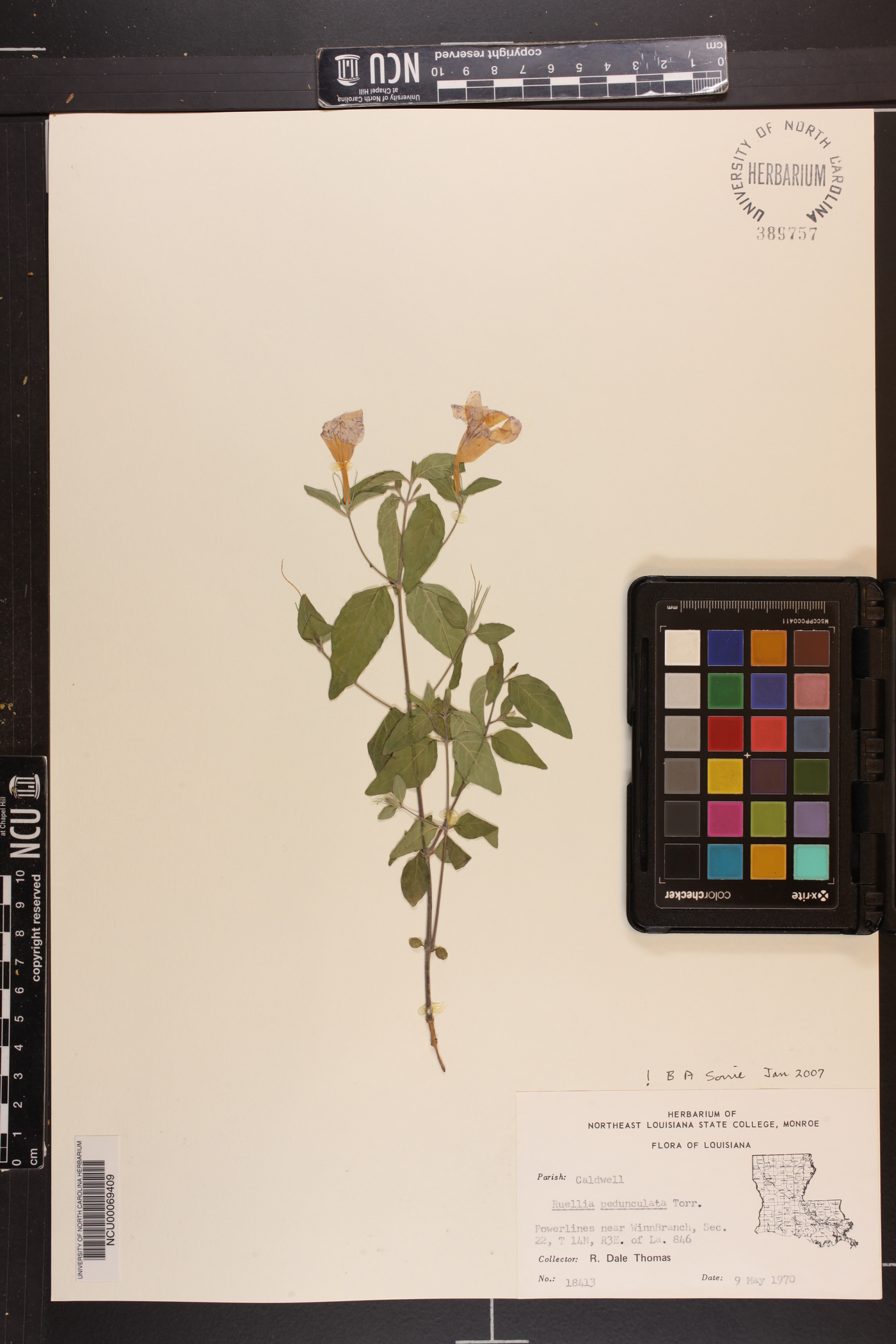 Ruellia pedunculata image