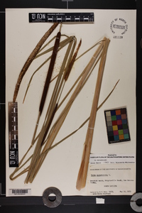 Typha angustifolia image