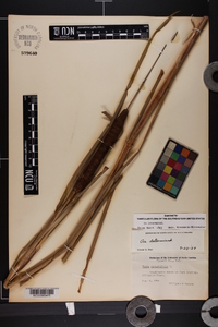 Typha angustifolia image